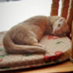 Meet your Posher, Pattie